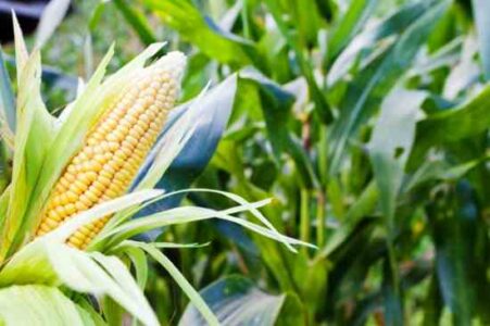 Canning Corn: Whole Kernel Image